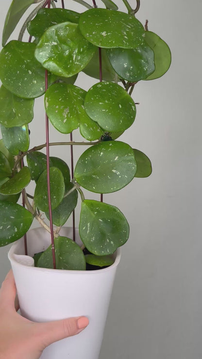 Hoya obovata splash / in a self watering pot