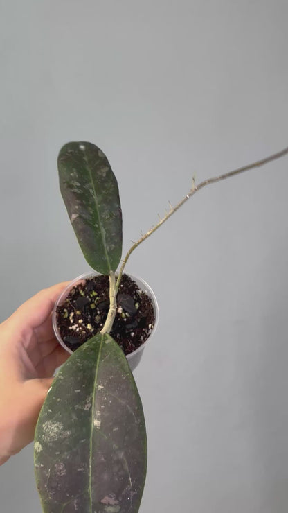 Hoya Rintzii Borneo