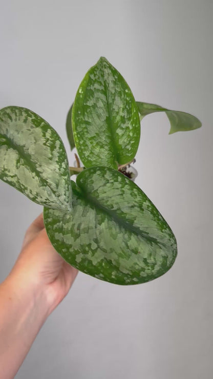 Scindapsus silver splash