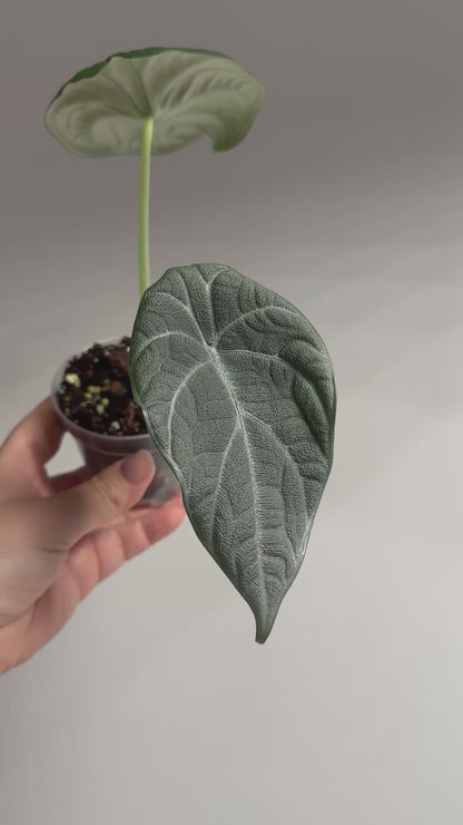 Alocasia maharani