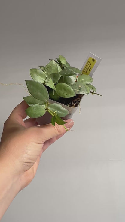 Hoya lacunosa silver mint coin