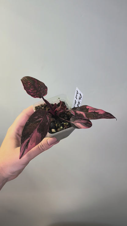 Philodendron pink princess galaxy variegated / very bright variegation 🩷