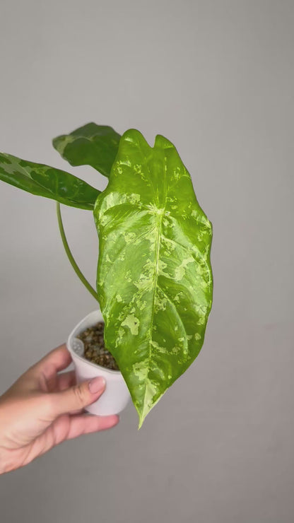 Alocasia acuminata variegated/ has THREe corms and baby / uncommon alocasia 🦄