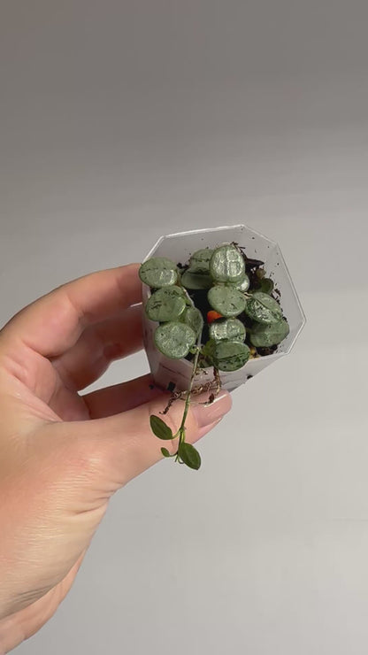 Hoya Serpens silver / tiny silver leaves 🩶 / a few cuttings in a pot
