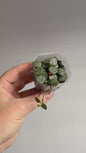 Hoya Serpens silver / tiny silver leaves 🩶 / a few cuttings in a pot