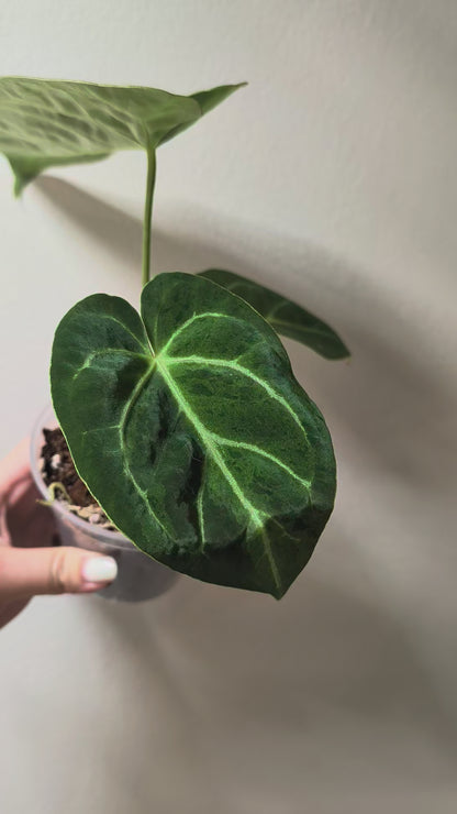 Anthurium Crystallinum Mint variegated/ sparkling minty leaves