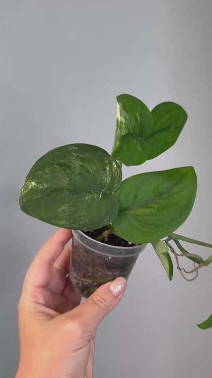 Scindapsus jade satin, velvety leaves