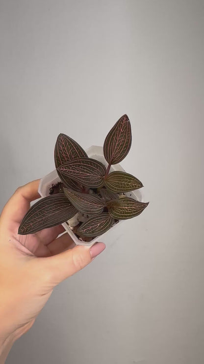 Jewel Orchid Ludisia Discolor Spiderman / three growing points