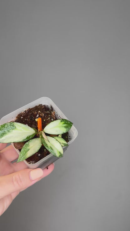 Hoya nabawanensis variegated