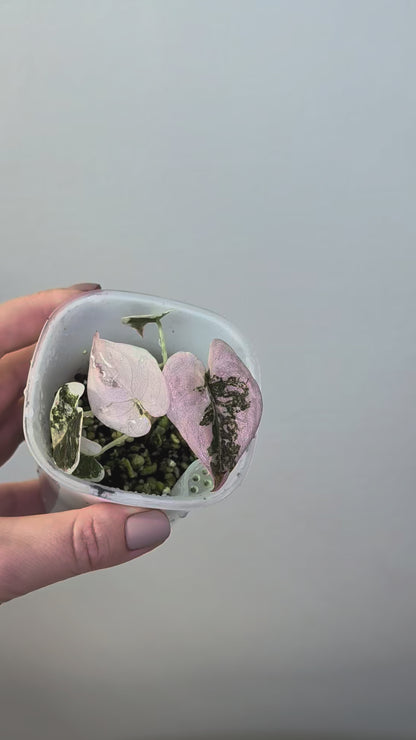 Alocasia  cuprea  pink variegated 🦄