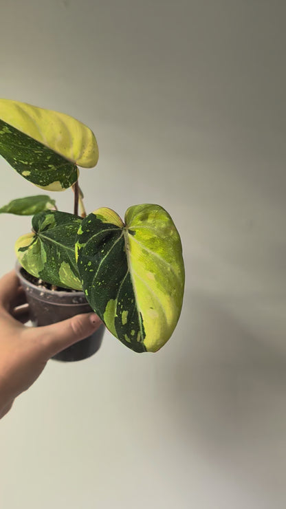 Philodendron gloriosum tricolor variegated