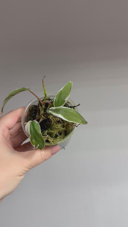 Philodendron Micans Halo / sparkling variegated leaves