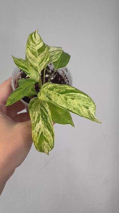 CTENANTHE LUBBERSIANA - VARIEGATA / uncommon plant🦄