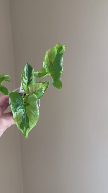 Syngonium green eclipse