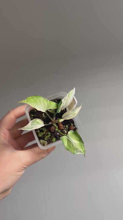 Syngonium starlight