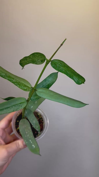 Hoya pandurata silver