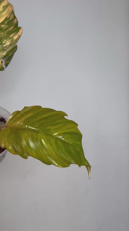 Philodendron caramel marble variegated