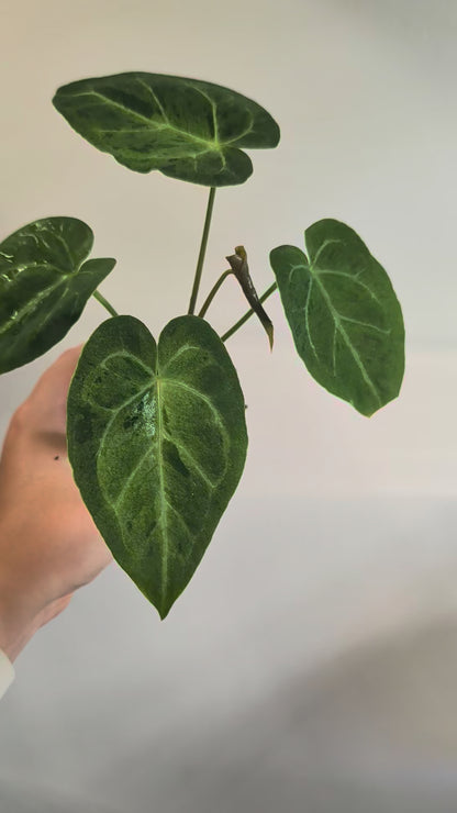 Anthurium Crystallinum Mint variegated/ sparkling minty leaves
