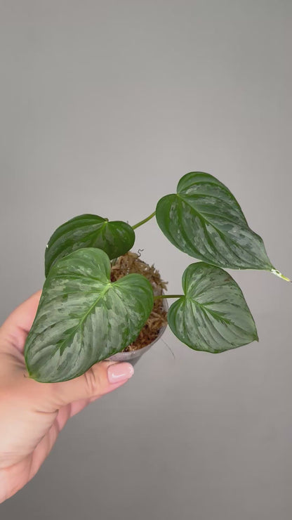 Philodendron sodiroi
