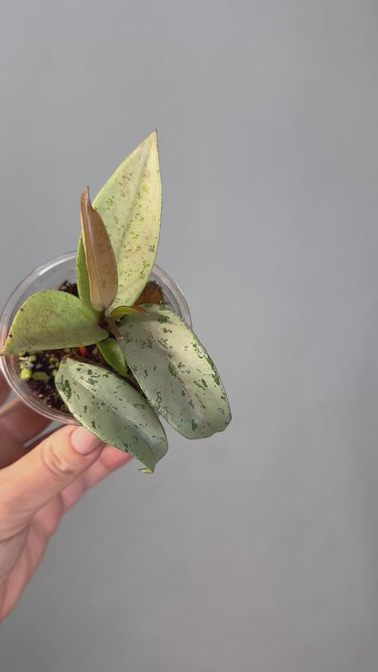 Hoya publicalyx silver