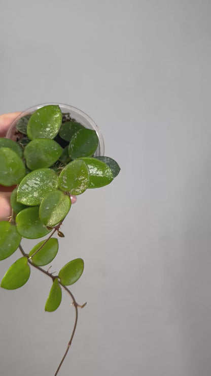 Hoya Mathilde silver splash