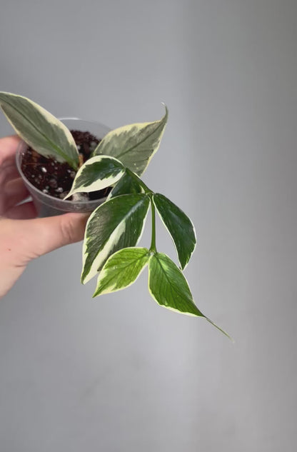 Hoya Polyneura albo variegated