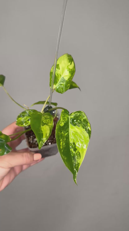 Philodendron burle Marx variegated / top variegation 💛
