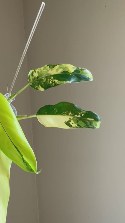 Philodendron domesticum variegated
