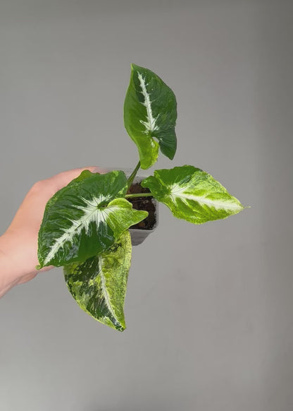 Syngonium scrambled eggs 🍳 nice color ✨
