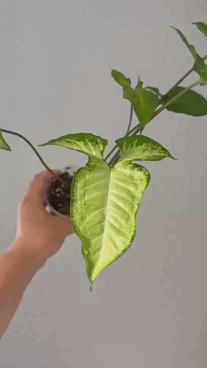 Syngonium angustatum