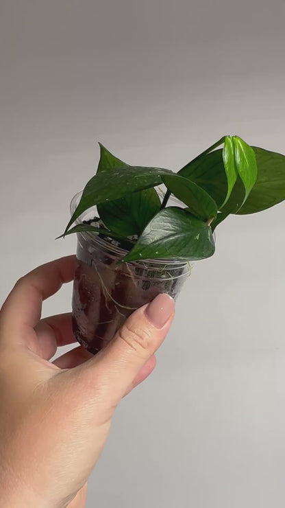 Hoya Polyneura