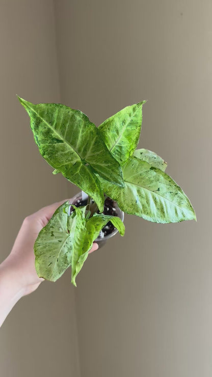 Syngonium green freckles