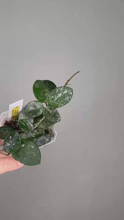 Hoya Mathilde silver splash 🩶 / two cuttings in a pot
