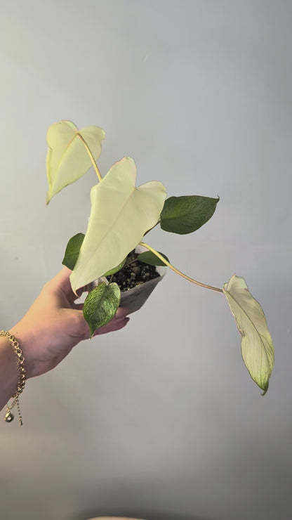 Philodendron Paraiso verde mint variegated 🦄