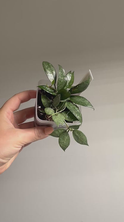 Hoya lacunosa white pearl / a few cuttings in a pot