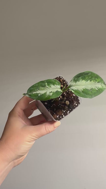 Aglaonema Pictum Tricolor / Aglaonema camouflage / velvety leaves